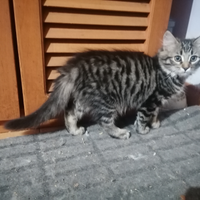 Siberiani da compagnia anallergici