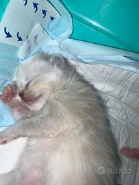 Cuccioli di Ragdoll