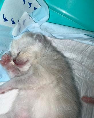Cuccioli di Ragdoll