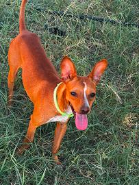 Cucciolo maschio