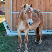 Cavalla haflinger
