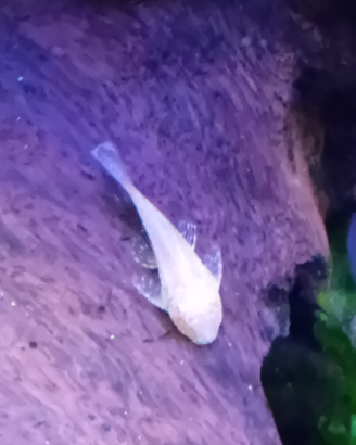 Ancistrus Gold