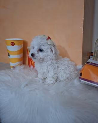 Cuccioli di maltese coreano mini toy