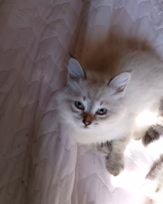 Cuccioli di Siberiano Neva Masquerade