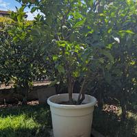 PIANTA DI LIMONE – 2 METRI – IN VASO GRANDE 🍋