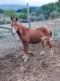 Disponibile Puledro di 15 mesi
