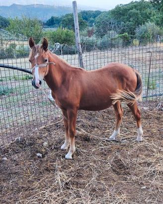 Disponibile Puledro di 15 mesi