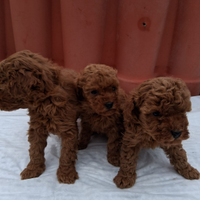 Strepitose barboncine toy red brown