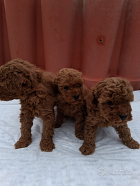 Strepitose barboncine toy red brown