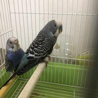 Coppia cocorite