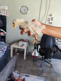 Galline Serama malese