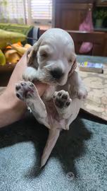 Cocker spaniel inglese