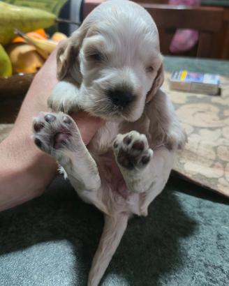 Cocker spaniel inglese