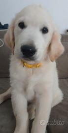 Cucciolo Golden Retriever