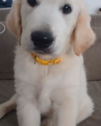 Cucciolo Golden Retriever