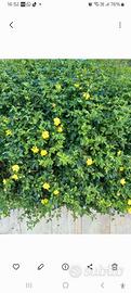 Piante di gelsomino giallo in vaso