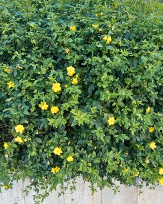 Piante di gelsomino giallo in vaso
