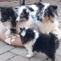 Pastore shetland il mini lassie in miniatura