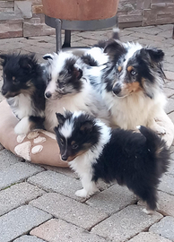 Pastore shetland il mini lassie in miniatura