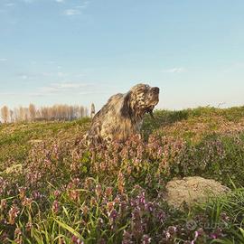 Setter inglese per monte