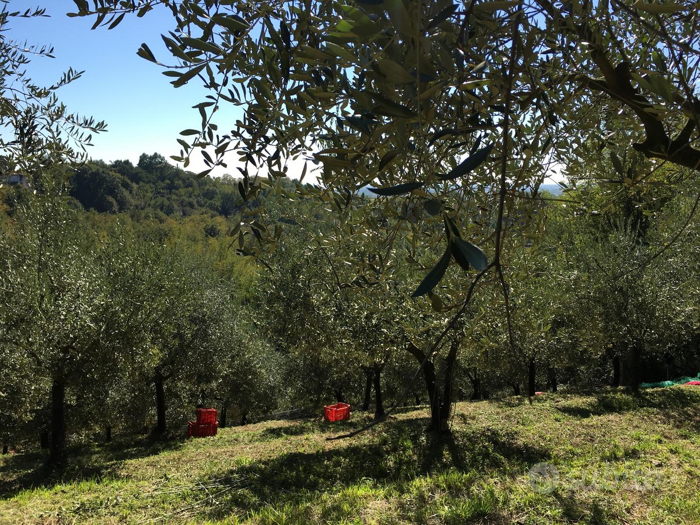 Terreno Uliveto - Vista 2
