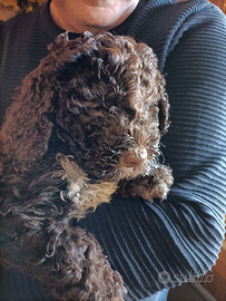 Cucciolo di Lagotto romagnolo