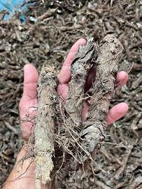 BULBI DI CARCIOFI VARIETA' VIOLETTA PRECOCE