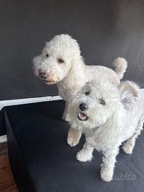 Cucciolo Maltipoo disponibili