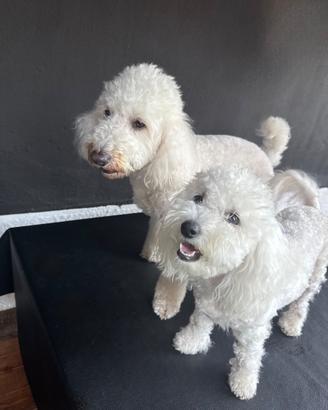 Cucciolo Maltipoo disponibili