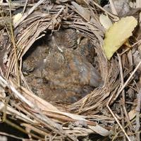 Coppia Usignolo Comune Anellati Foi 2025