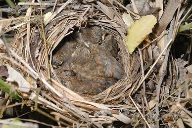 Coppia Usignolo Comune Anellati Foi 2025