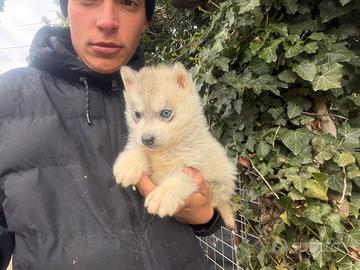 Siberian Husky con pedigree enci