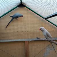 Parrocchetti dal collare