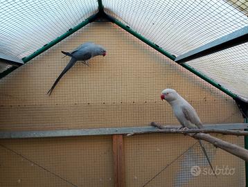 Parrocchetti dal collare