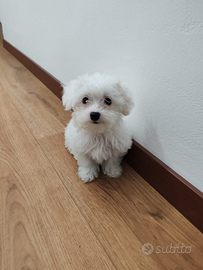 Piccolo, dolce. Maltese