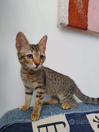 Gattina in adozione