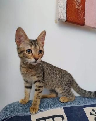 Gattina in adozione