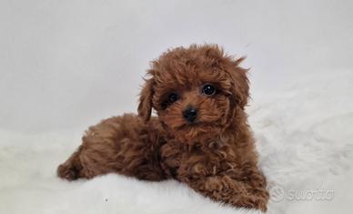 Cuccioli di barboncino toy pronti