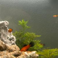 Platy di colore rosso con coda nera