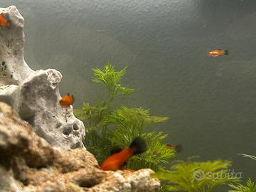 Platy di colore rosso con coda nera