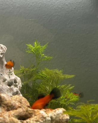 Platy di colore rosso con coda nera