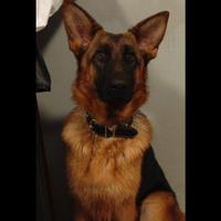 R.egalo pastore tedesco