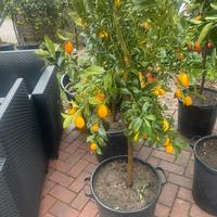 Kumquat mandarino cinese