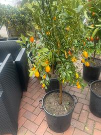 Kumquat mandarino cinese