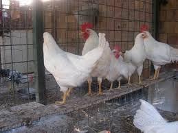 Ovaiole livornesi