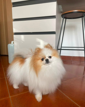 Accoppiamento per Simba
