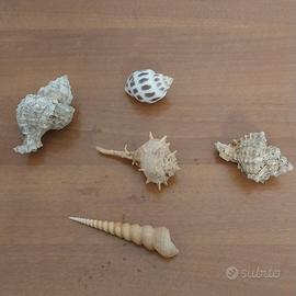 conchiglie da collezione 