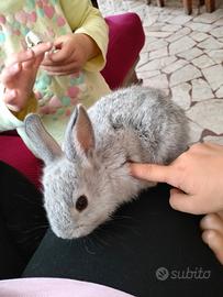 Animali