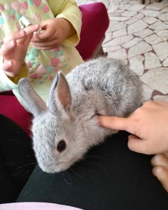 Animali