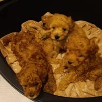 Cucciolo di barboncino toy albicocca
